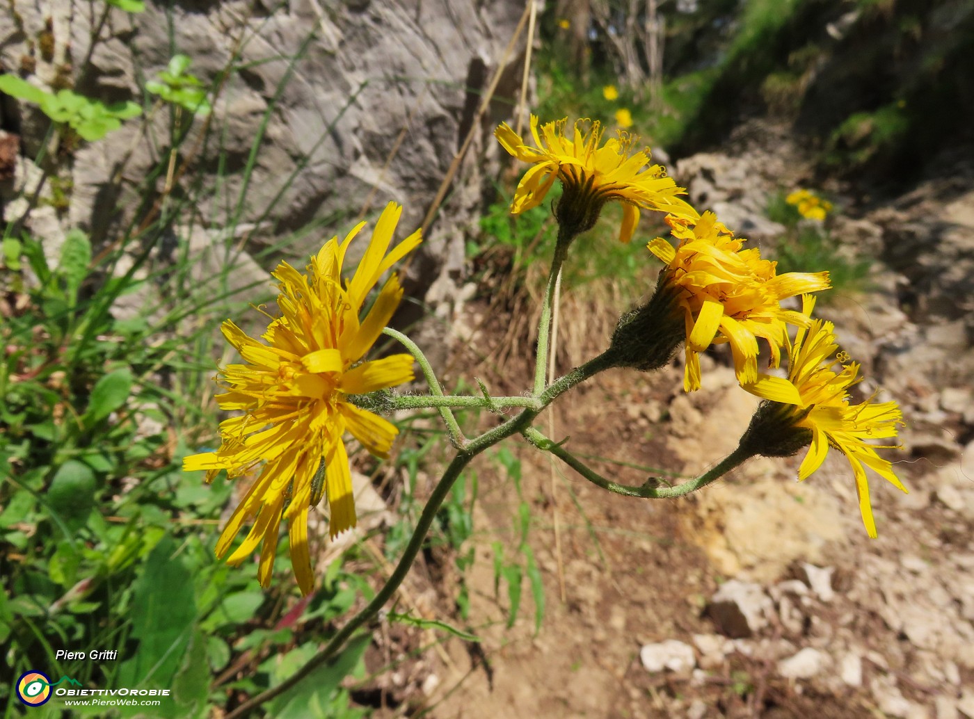 16 Bei fiori di Hieracium .JPG
